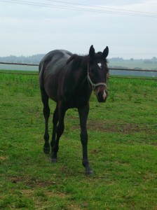 Obrazek